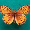 Argynnis aglaja