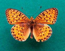 Argynnis aglaja