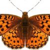 Argynnis niobe