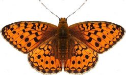 Argynnis niobe