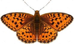 Argynnis niobe