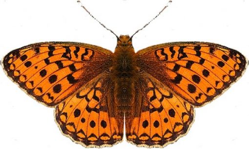 Argynnis niobe