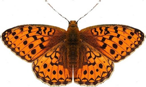 Argynnis niobe