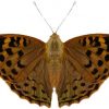 Argynnis pandora