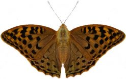 Argynnis pandora