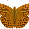 Argynnis paphia