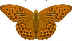 Argynnis paphia