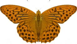 Argynnis paphia