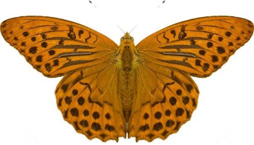 Argynnis paphia