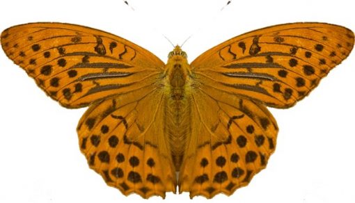 Argynnis paphia