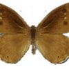 Hipparchia statilinus