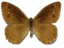 Hipparchia statilinus