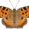 Nymphalis polychloros