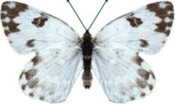 Pieris edusa