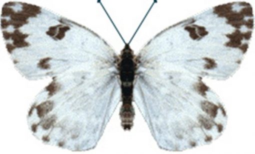 Pieris edusa