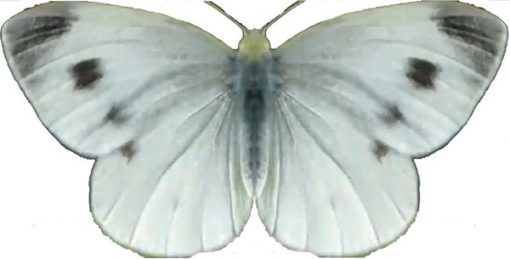 Pieris mannii