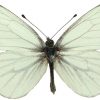 Pieris napi 