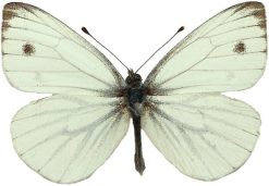 Pieris napi 