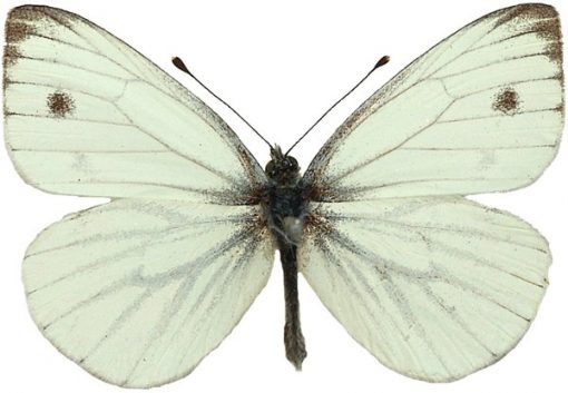 Pieris napi