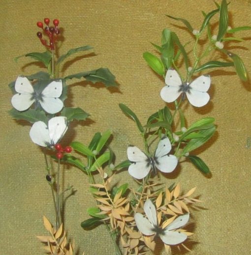 Pieris rapae