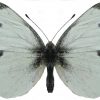 Pieris rapae