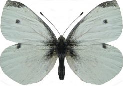 Pieris rapae