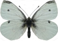 Pieris rapae