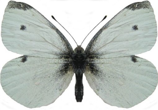 Pieris rapae