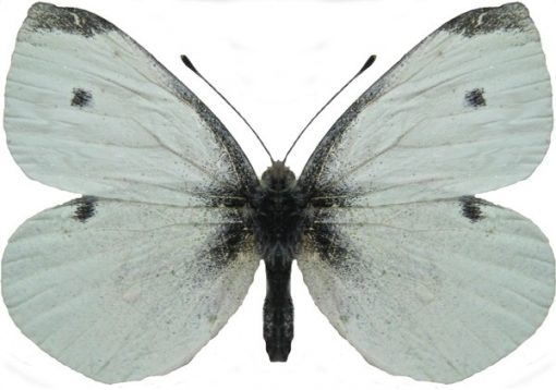 Pieris rapae