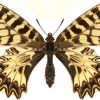 Zerynthia polyxena