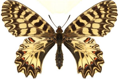 Zerynthia polyxena