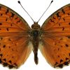 Argynnis elisa