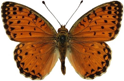 Argynnis elisa