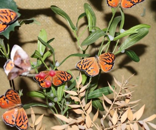 Heteronympha merope