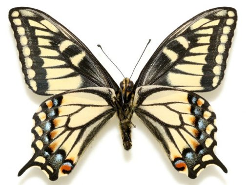 Papilio hippocrates - immagine 2
