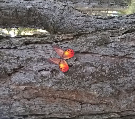 Pierella hyceta - immagine 3