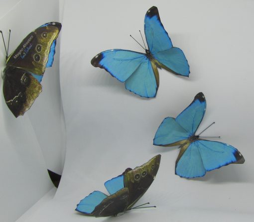 Morpho Absoloni - immagine 2