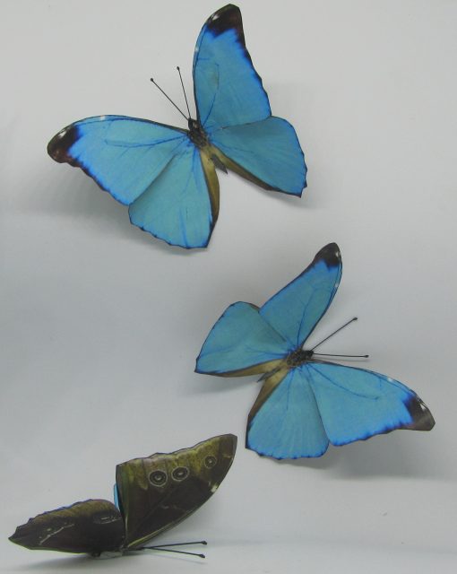 Morpho Absoloni - immagine 3