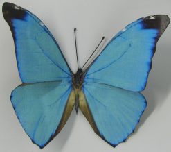Morpho Absoloni