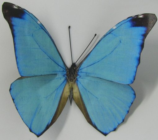 Morpho Absoloni