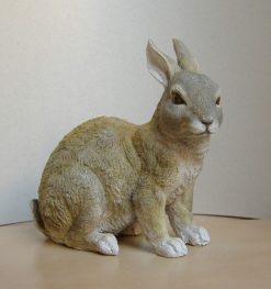 Coniglio selvatico