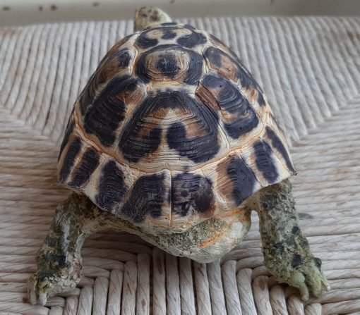 Tartaruga Hermanni maschio, scultura in dimensioni naturali - immagine 4