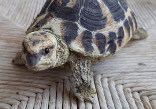 Tartaruga Hermanni maschio, scultura in dimensioni naturali - immagine 2