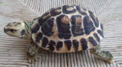 Tartaruga Hermanni maschio, scultura in dimensioni naturali
