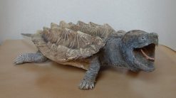 Tartaruga alligatore