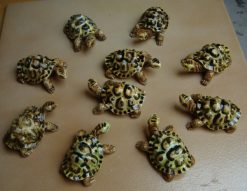 Tartaruga bomboniera 3