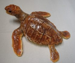 Tartaruga Caretta