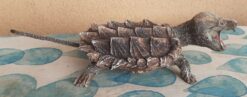 Alternative view of Tartaruga Alligatore in scultura da collezione
