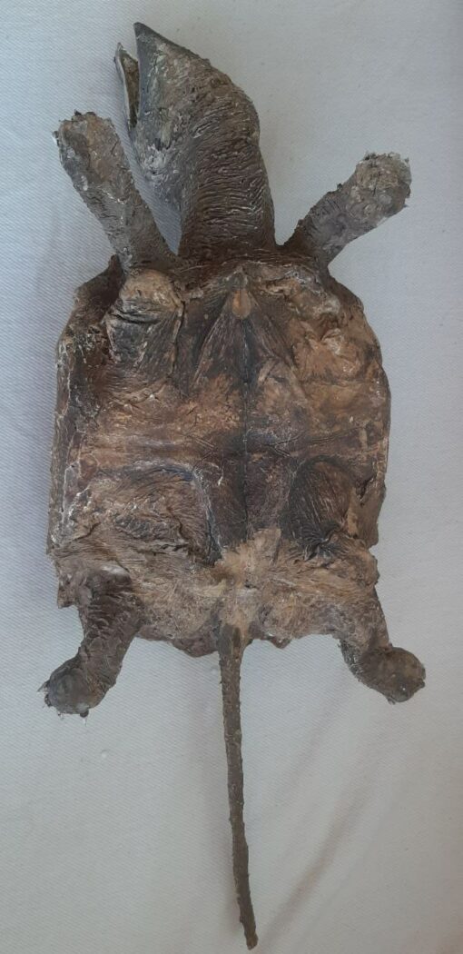 Tartaruga Alligatore in scultura da collezione - immagine 5