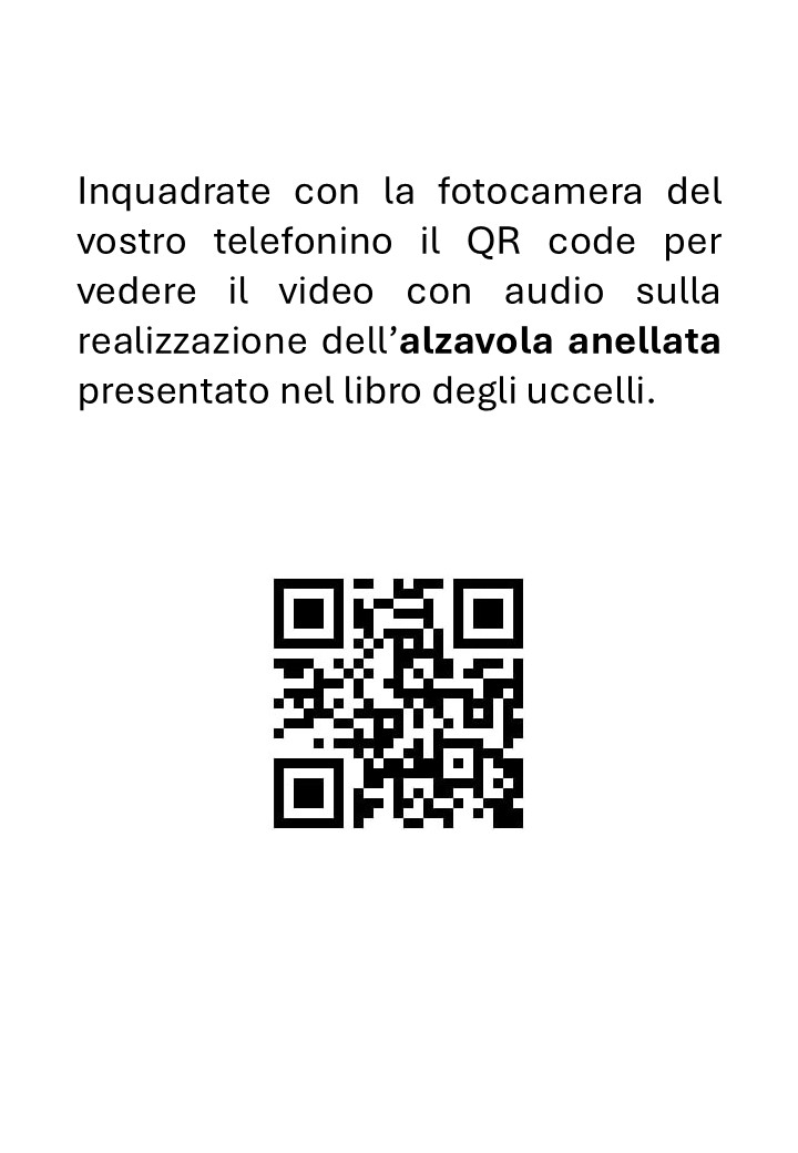 Tassidermia: Imbalsamazione di una alzavola anellata - immagine 2